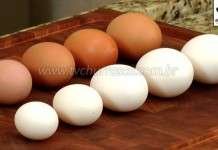 Entrevista Ovos Jovanil - Parte 1